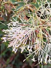 Hakea prostrata