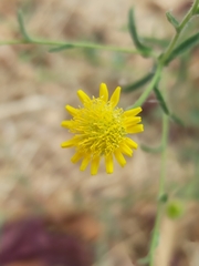 Pulicaria paludosa