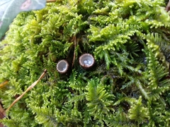 Nidulariaceae
