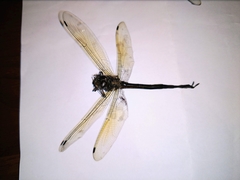 Somatochlora linearis