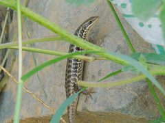 Heremites auratus