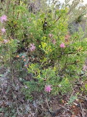 Petrophile linearis