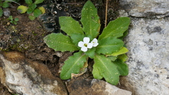 Arabis serpillifolia