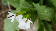 Arabis serpillifolia