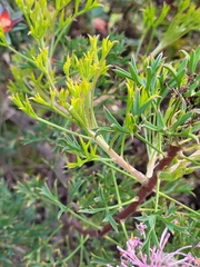 Petrophile linearis