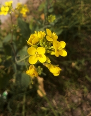 Brassica rapa