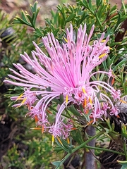 Petrophile linearis