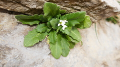 Arabis serpillifolia