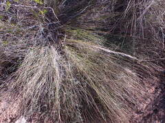 Aristida junciformis