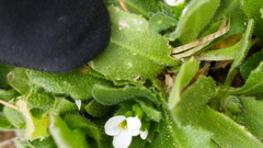 Arabis serpillifolia