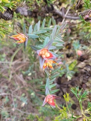 Darwinia citriodora
