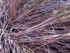 Aristida junciformis