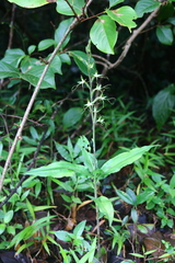 Habenaria multicaudata