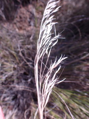 Aristida junciformis
