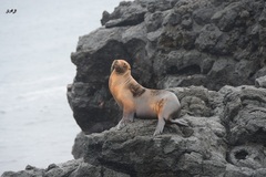 Otariidae