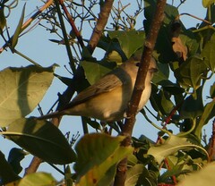 Vireo gilvus