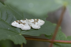 Xanthorhoe montanata