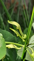 Aristolochia clematitis