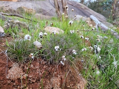 Borya sphaerocephala