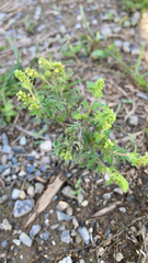Lepidium didymum