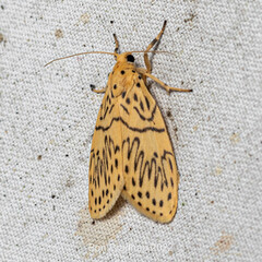 Pseudobarsine bombdilensis