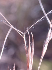 Aristida junciformis