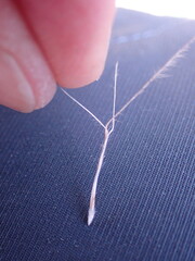 Aristida junciformis