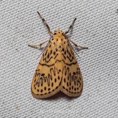 Pseudobarsine bombdilensis