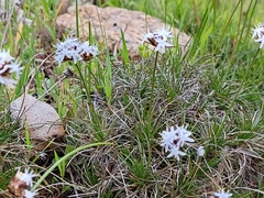 Borya sphaerocephala