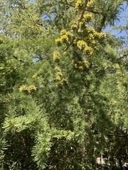 Pseudolarix amabilis