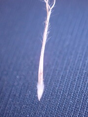 Aristida junciformis