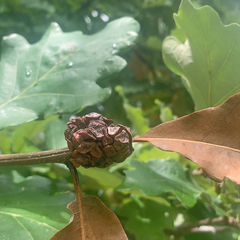 Andricus quercusstrobilanus