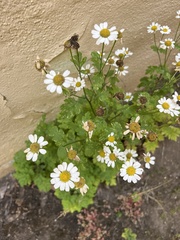 Tanacetum parthenium