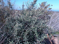 Tarchonanthus littoralis