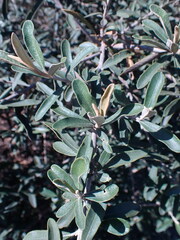 Tarchonanthus littoralis