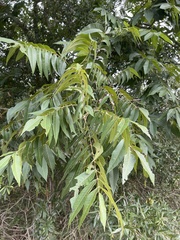 Carya aquatica