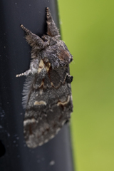 Notodonta dromedarius