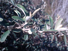 Tarchonanthus littoralis