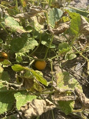 Cucumis
