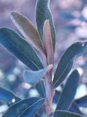 Tarchonanthus littoralis