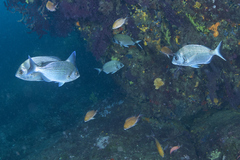 Spondyliosoma cantharus