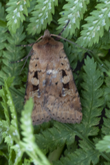 Diarsia mendica