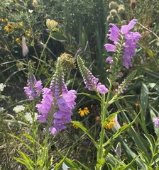 Physostegia virginiana