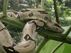 Boa constrictor
