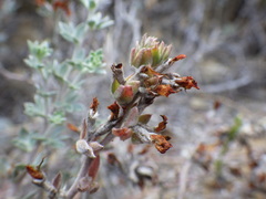 Acmispon argophyllus argophyllus