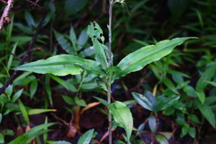 Habenaria multicaudata