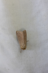 Mythimna albipuncta