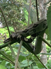Boa constrictor