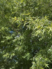 Quercus phellos
