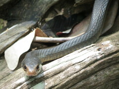 Coluber constrictor paludicola